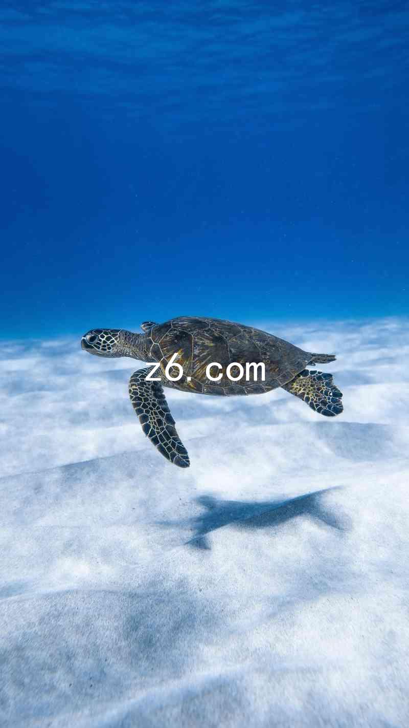 z6.com